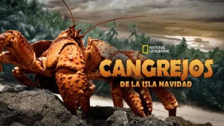 thumbnail - Cangrejos de la Isla Navidad