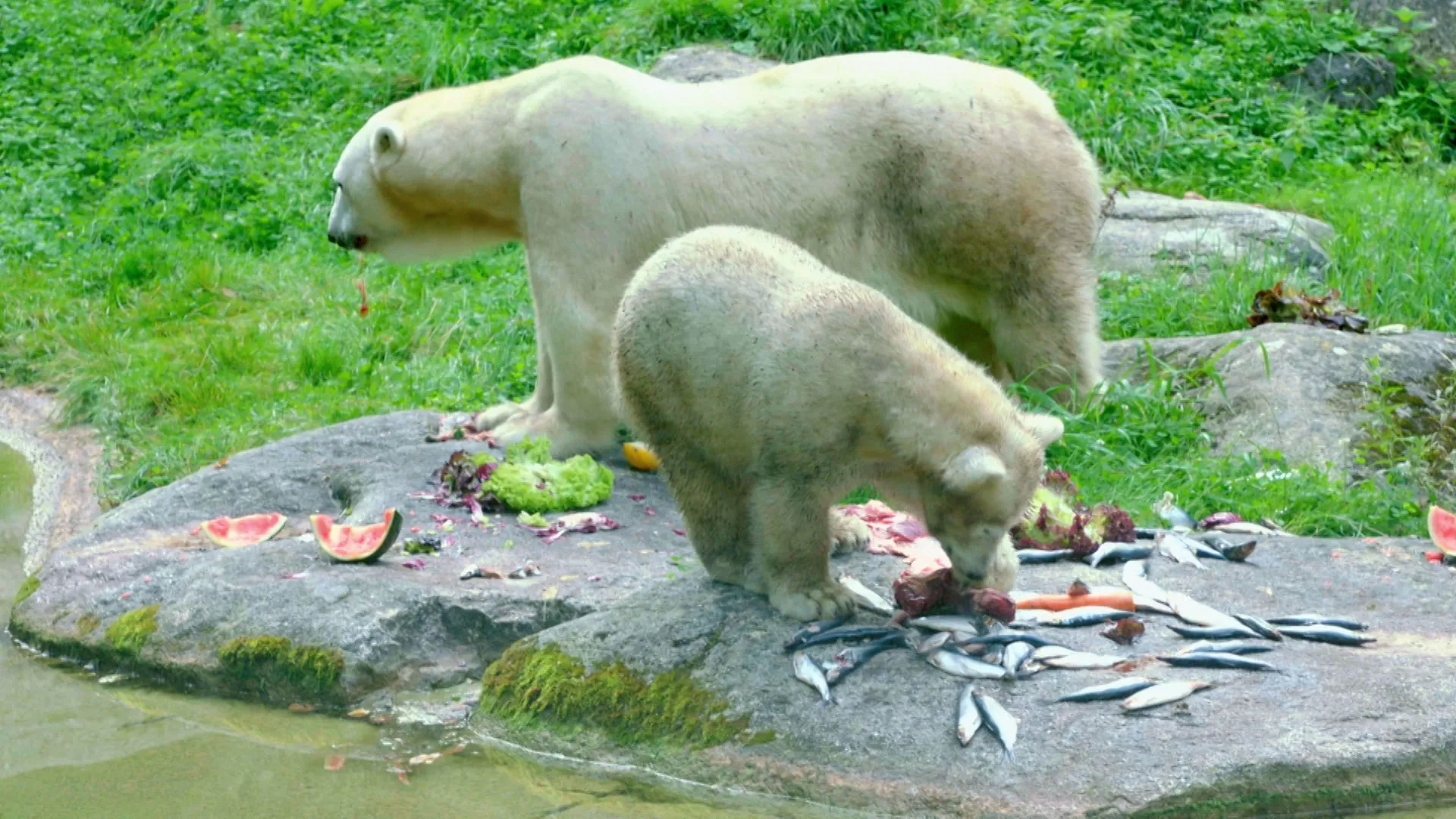 thumbnail - S1:E5 Beni Versus the Polar Bear