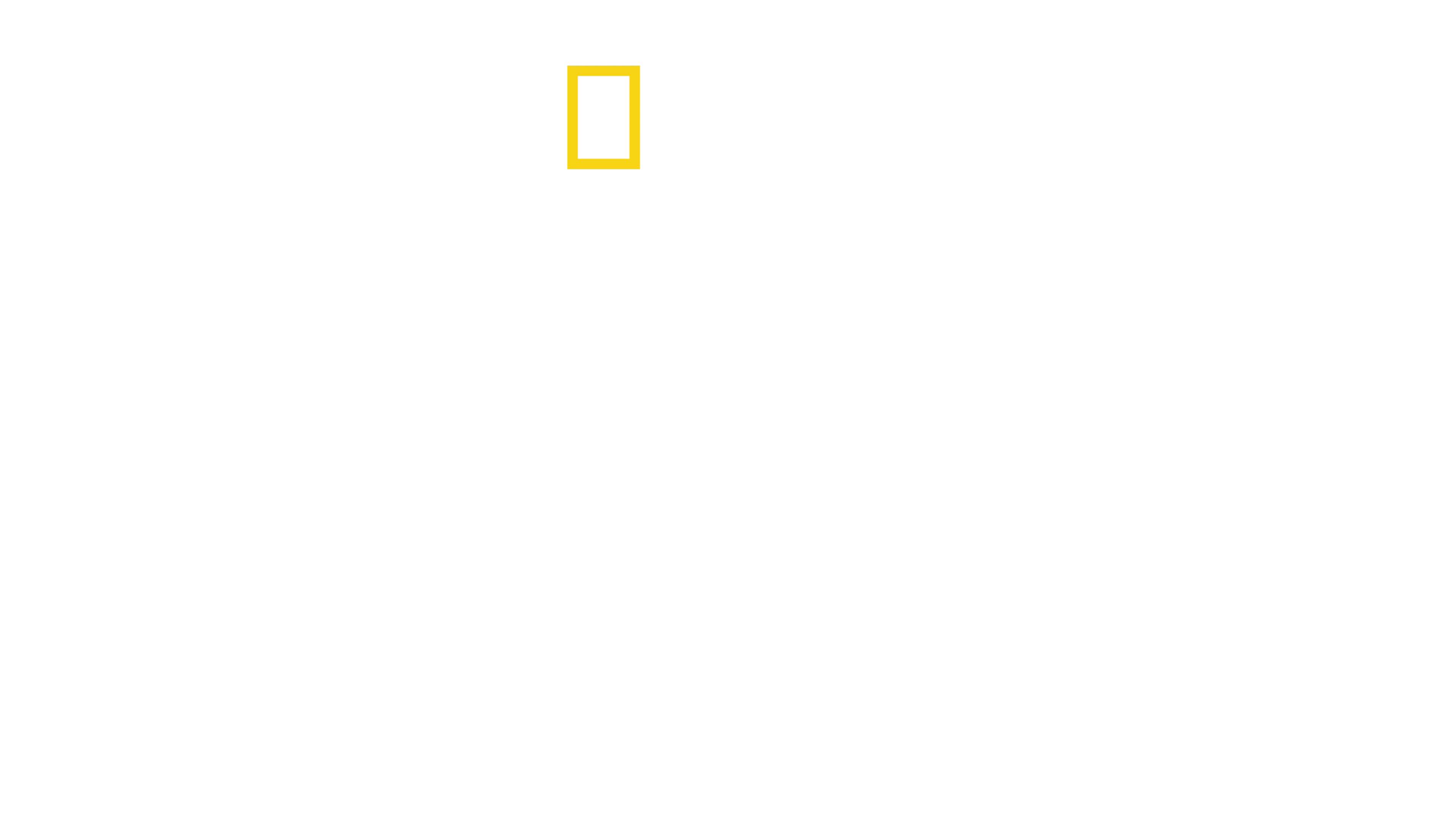 Tiburones bebé