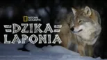 thumbnail - Dzika Laponia