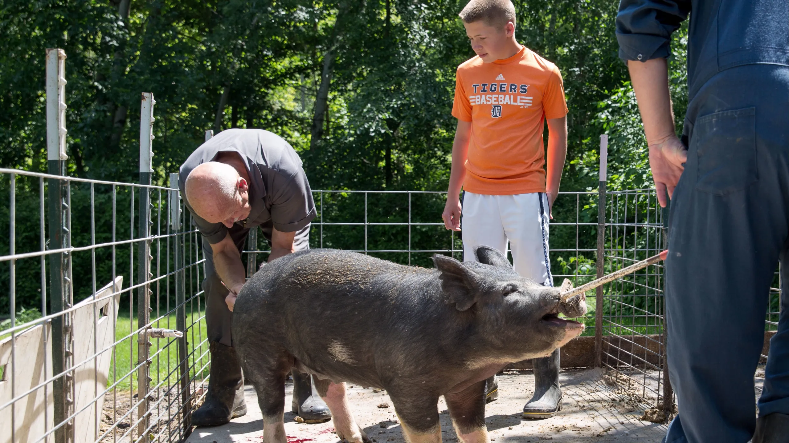 thumbnail - S7:E3 My Fair Piggy