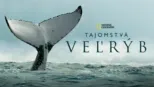 thumbnail - Tajomstvá veľrýb