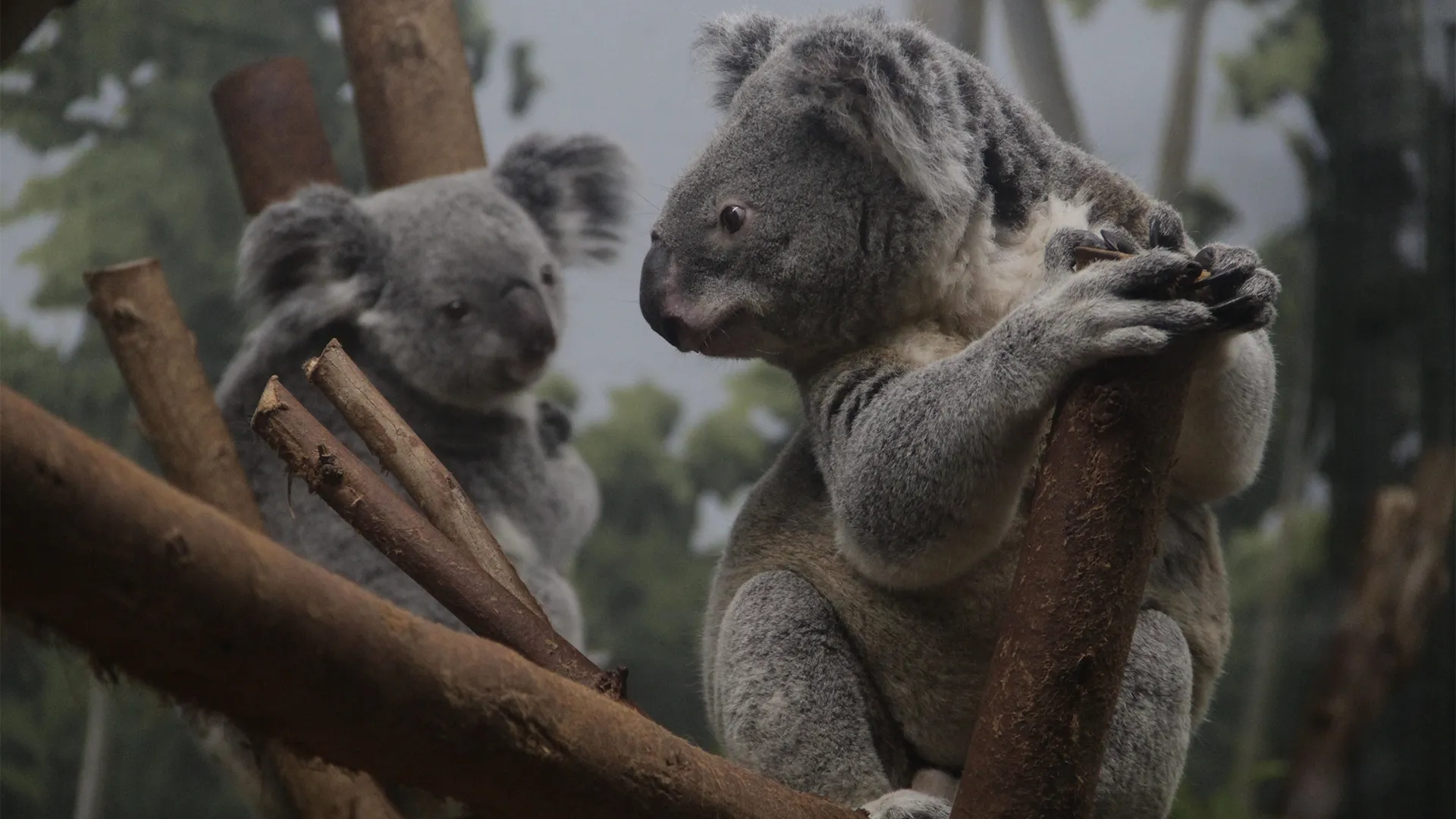 thumbnail - S4:E7 Koala-Palooza