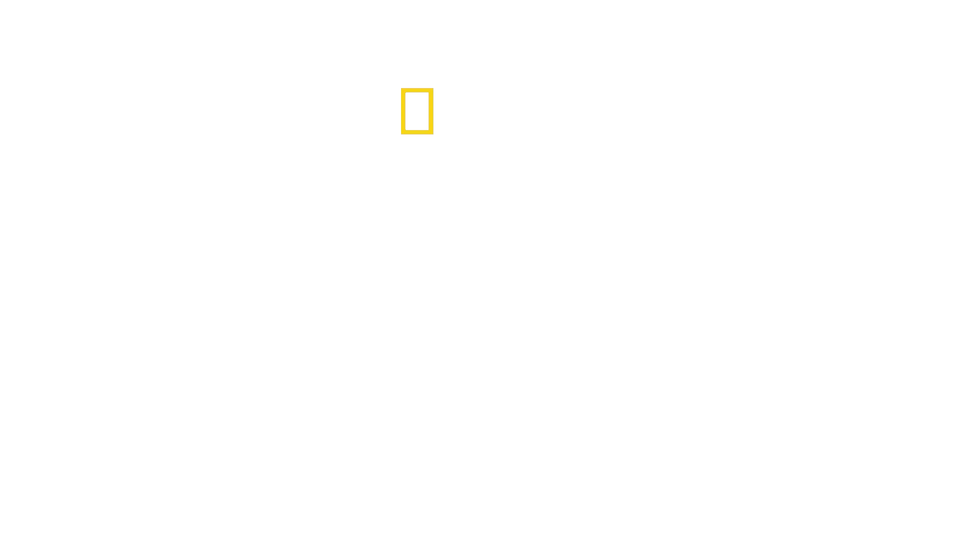 Winged Seduction: Birds of Paradise