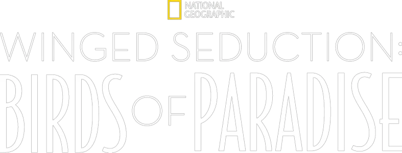 Winged Seduction: Birds of Paradise
