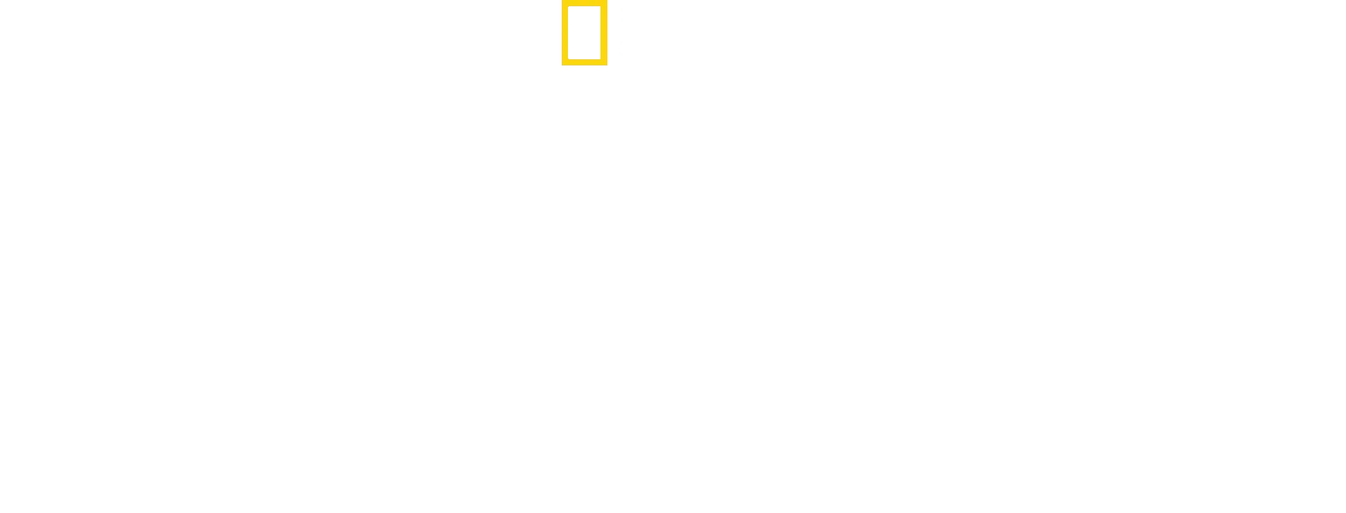 Winged Seduction: Birds of Paradise