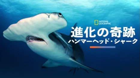 thumbnail - 進化の奇跡：ハンマーヘッド・シャーク