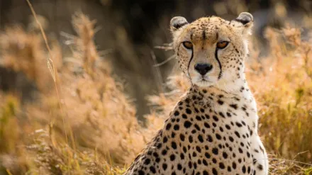 Cat Wars: Lion vs. Cheetah