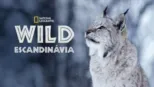 thumbnail - Wild Escandinávia