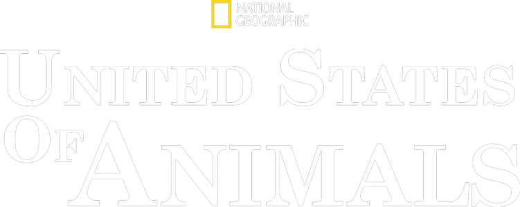 United States of Animals