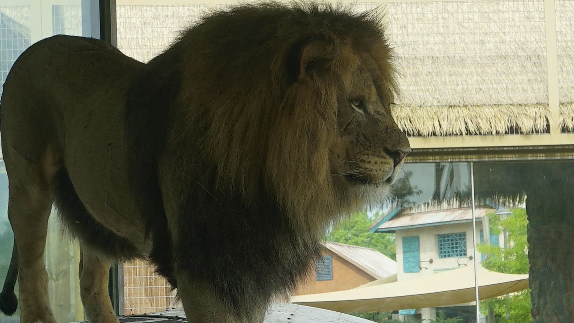 thumbnail - S5:E7 Roary the Lionheart