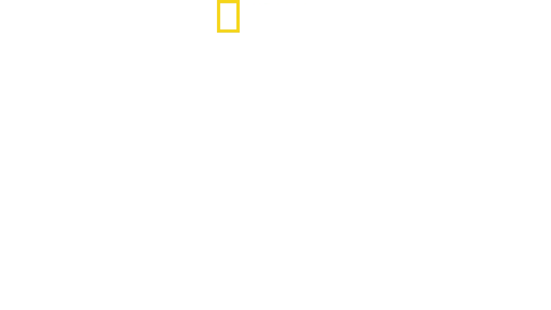 O Maior Tubarão-Touro do Mundo