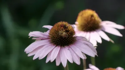 thumbnail - S1:E1 A Beekeeper’s Life