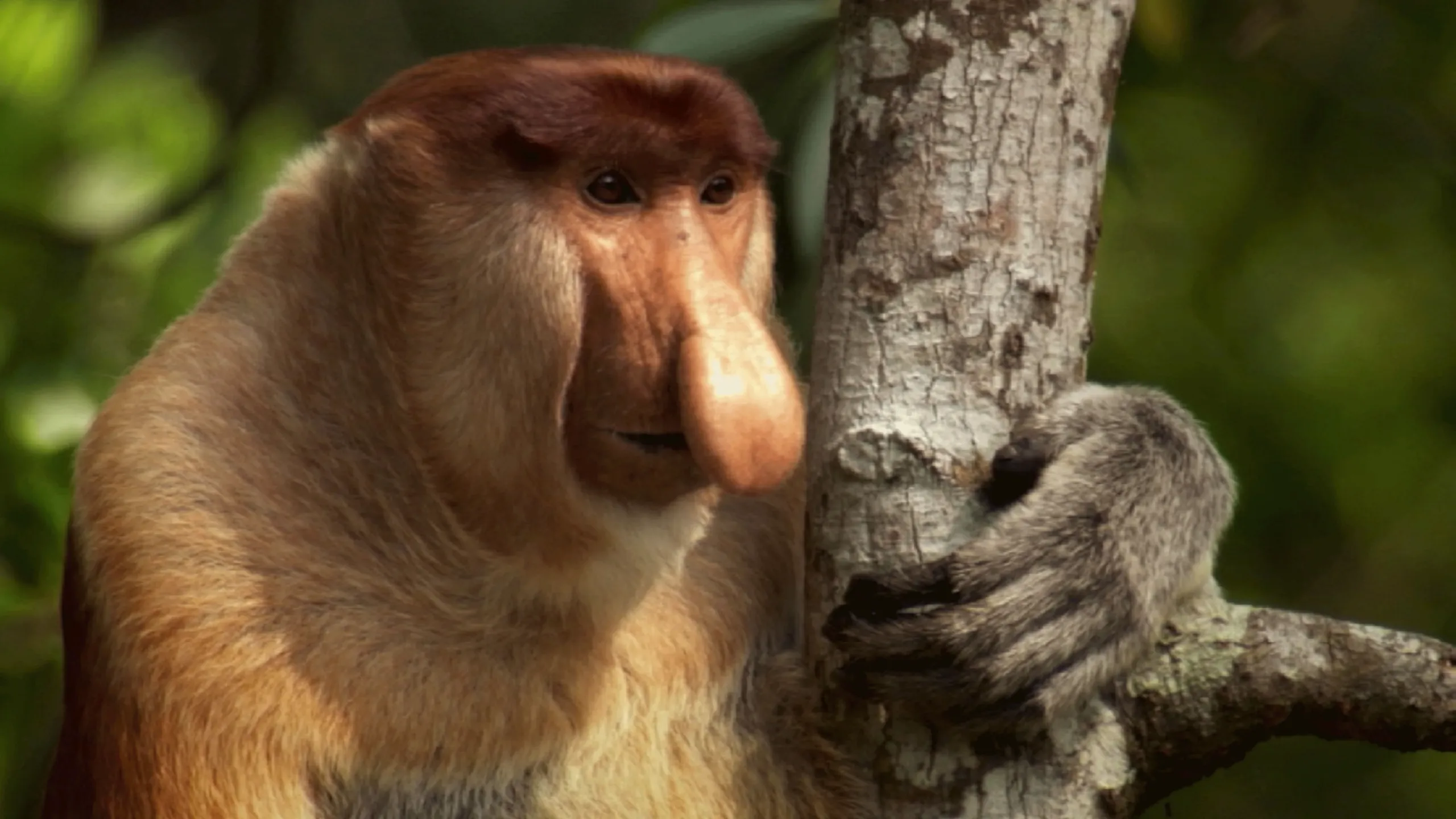 thumbnail - S1:E12 In the Jungle