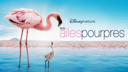 thumbnail - Les Ailes pourpres