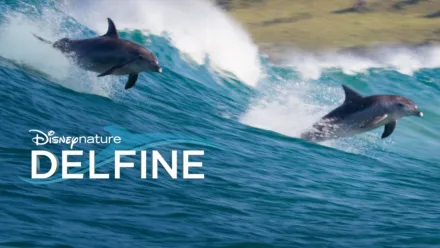 thumbnail - Delfine