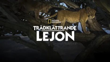 thumbnail - Trädklättrande lejon
