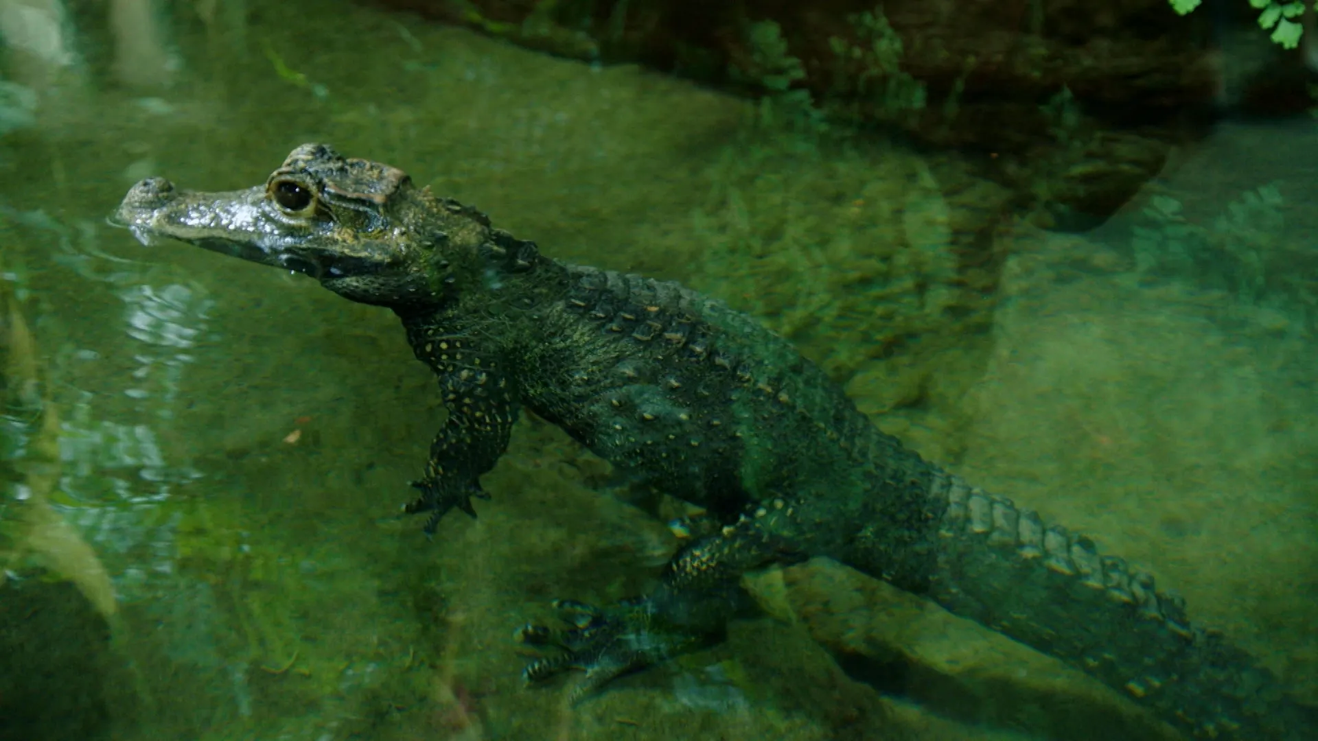 thumbnail - S1:E9 Beni and the Crocodile's Teeth