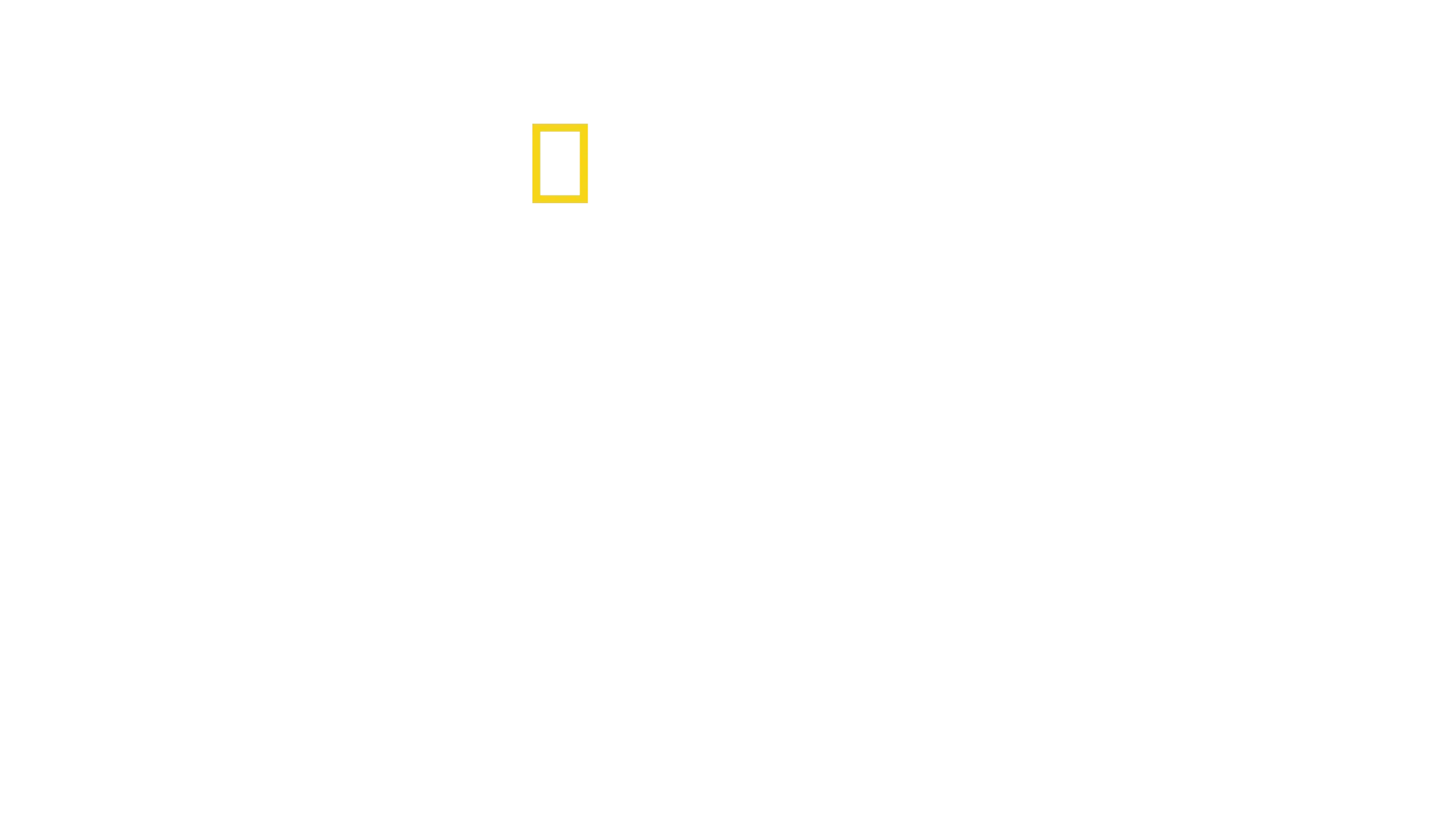 Bertie Gregory: bliskie spotkanie z delfinami