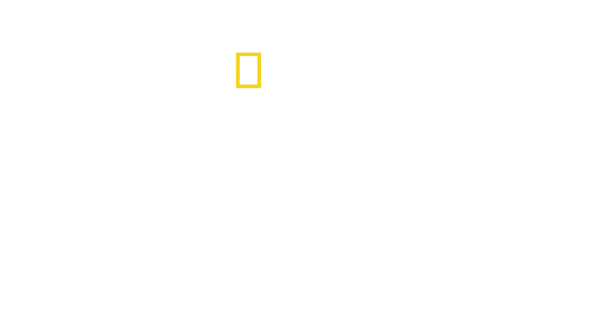 Secretos de los elefantes