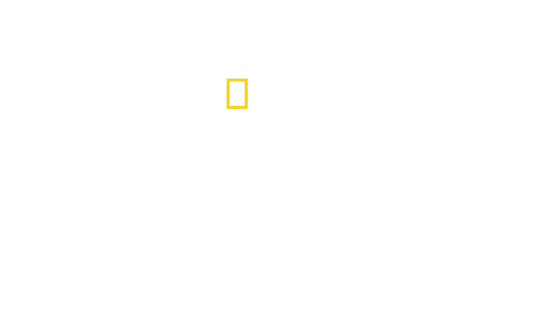 L'invasion des requins-bouledogues