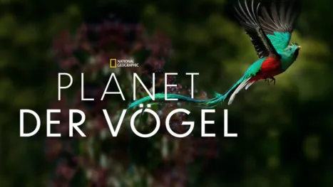 thumbnail - Planet der Vögel