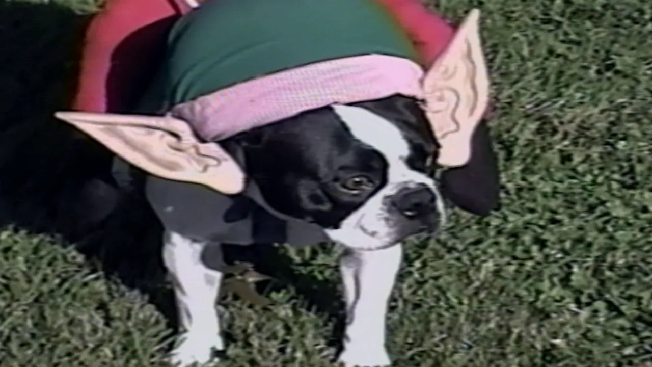 thumbnail - S16:E15 Match the Snore, Dog Park, and Old People Versus Ferrets