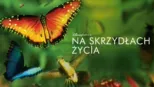 thumbnail - Na skrzydłach życia