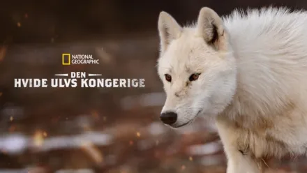 thumbnail - Den hvide ulvs kongerige