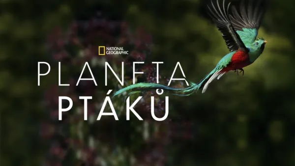 thumbnail - Planeta ptáků