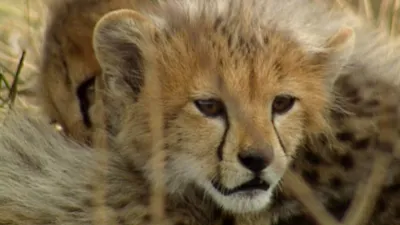 thumbnail - S6:E6 Giant Slayers