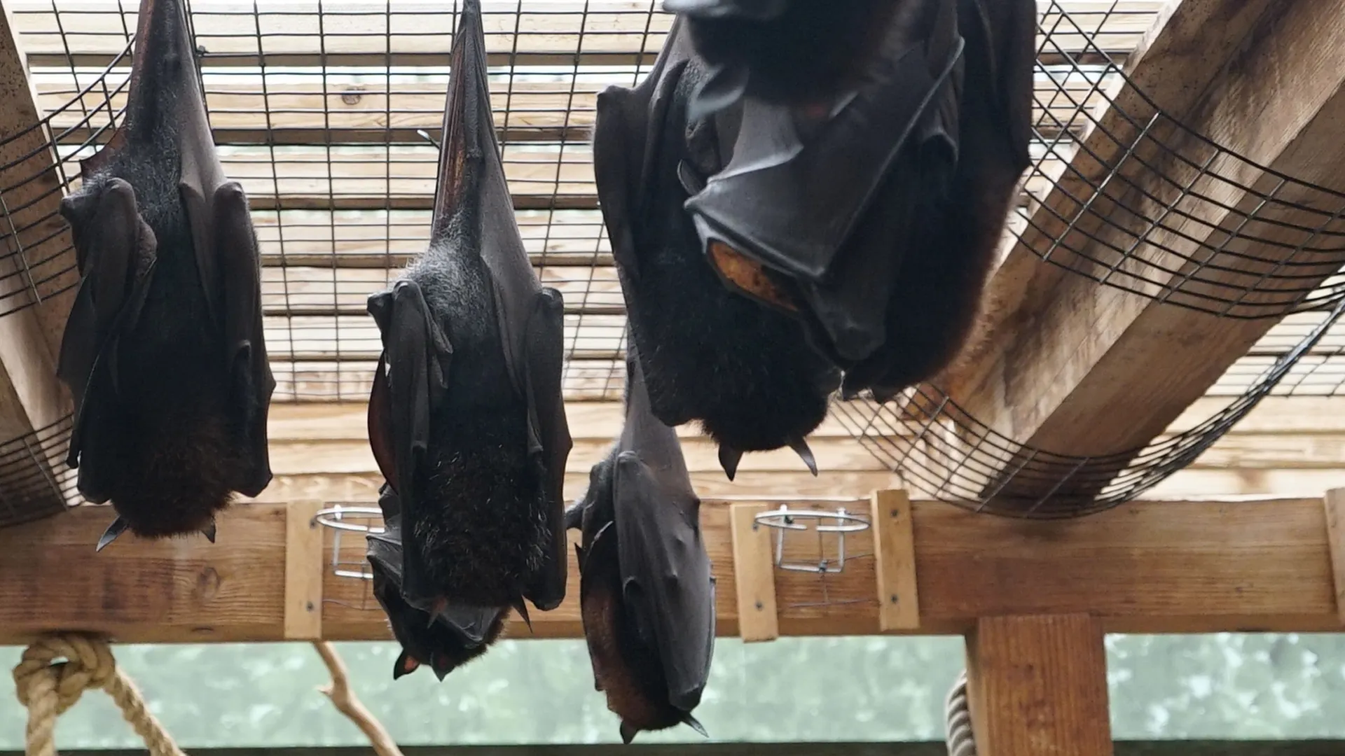 thumbnail - S5:E4 Holey Batwings