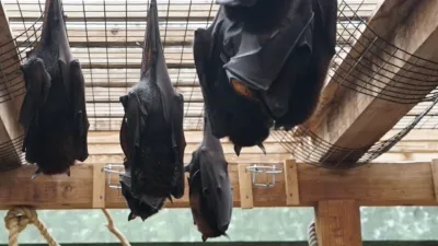 thumbnail - S5:E4 Holey Batwings