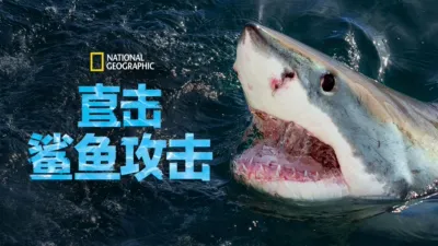 直击鲨鱼攻击