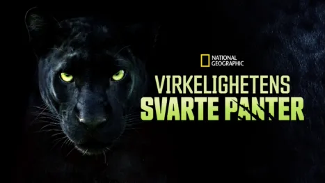 thumbnail - Virkelighetens svarte panter