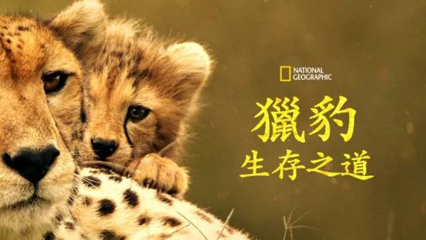 thumbnail - 獵豹生存之道