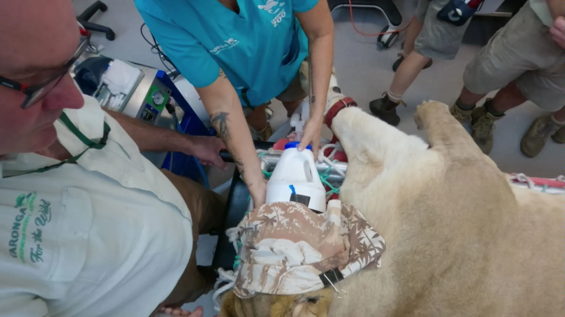 thumbnail - S5:E1 Lion Toothache