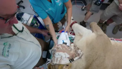 thumbnail - S5:E1 Lion Toothache