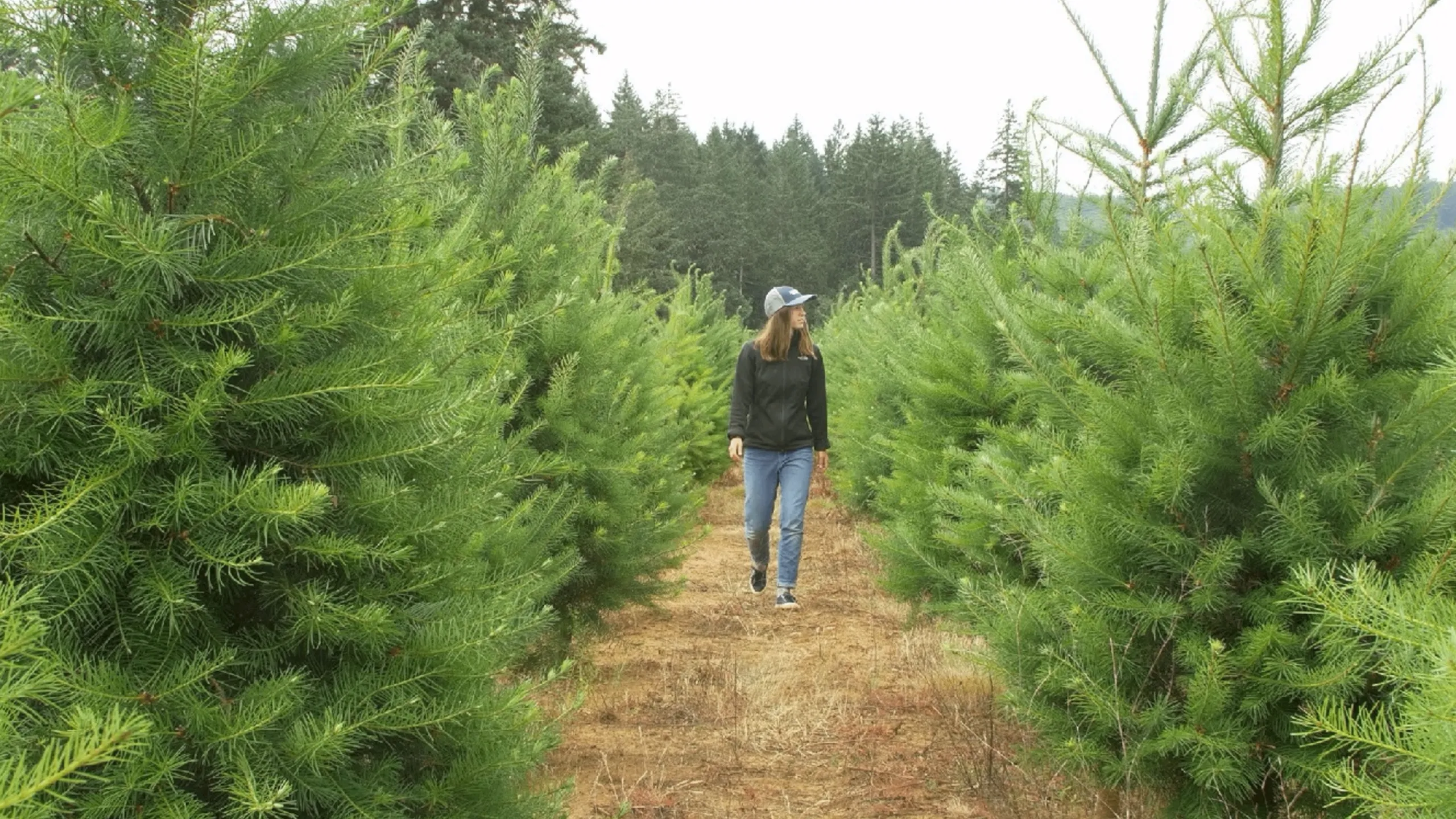 thumbnail - S1:E12 Holiday Tree Farm