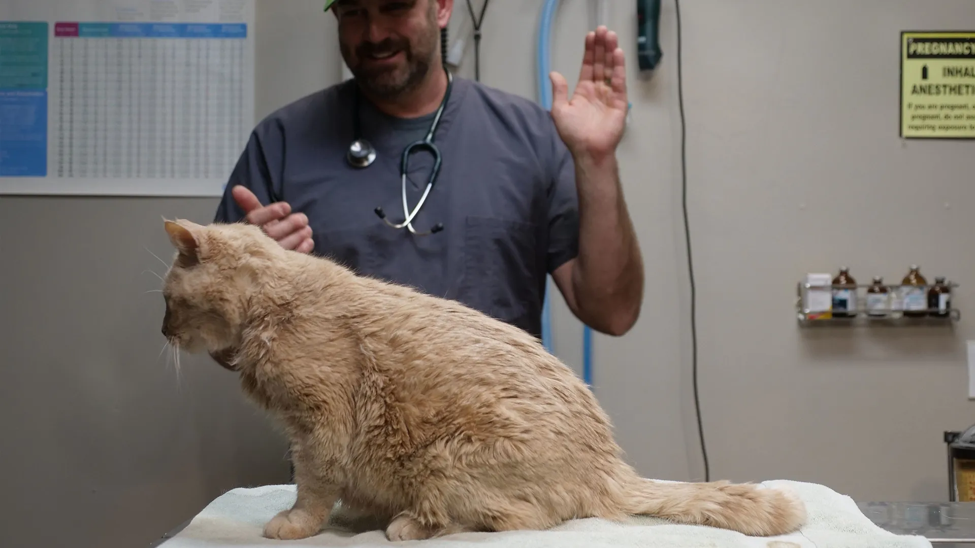 thumbnail - S5:E11 The Feline is Mutual