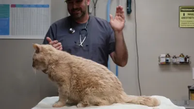 thumbnail - S5:E11 The Feline is Mutual