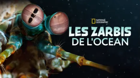 thumbnail - Les zarbis de l'océan