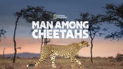 Man Among Cheetahs