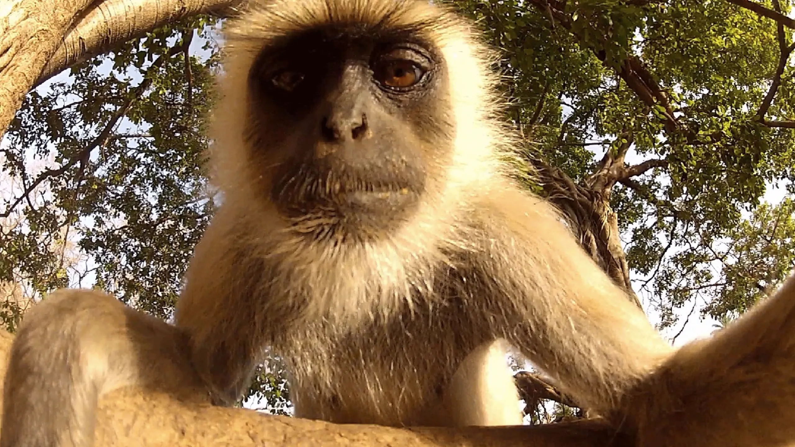 thumbnail - S1:E9 Wild Animal Selfies