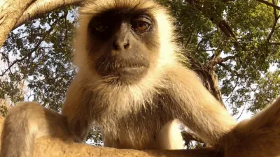 thumbnail - S1:E9 Wild Animal Selfies