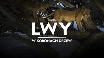 thumbnail - Lwy w koronach drzew