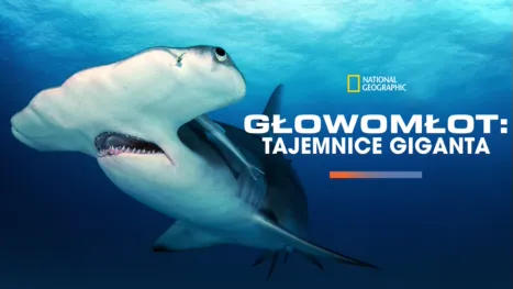thumbnail - Głowomłot: tajemnice giganta