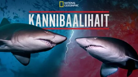 thumbnail - Kannibaalihait