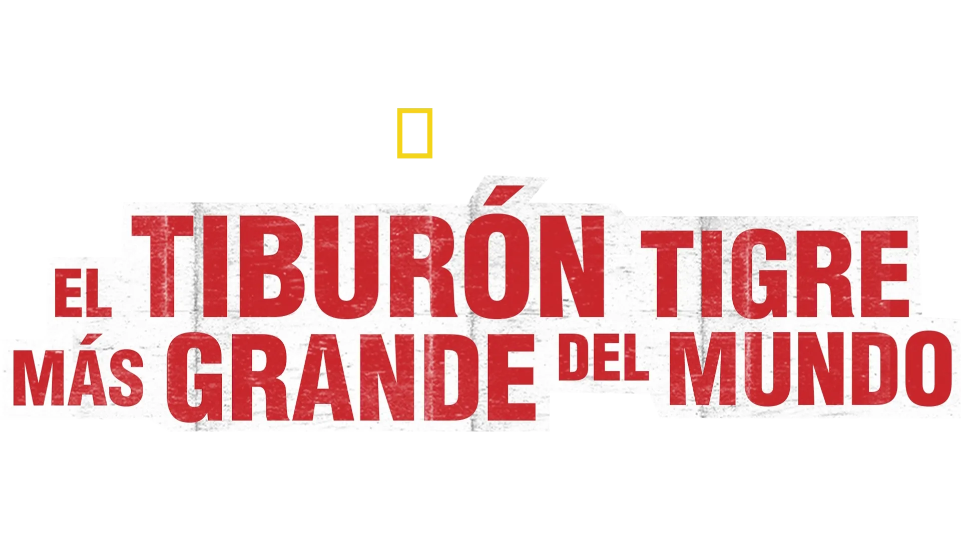 El tiburón tigre más grande del mundo