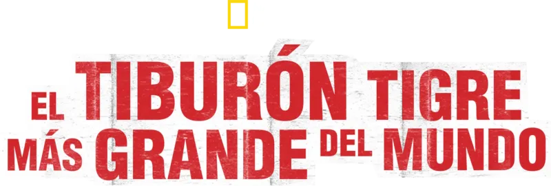 El tiburón tigre más grande del mundo